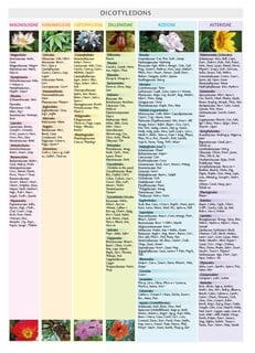 Wondrous Order Table Of Plants - Michael Yakir