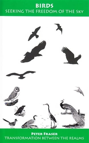 Birds: Seeking the Freedom of the Sky